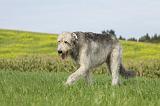IRISH WOLFHOUND 187